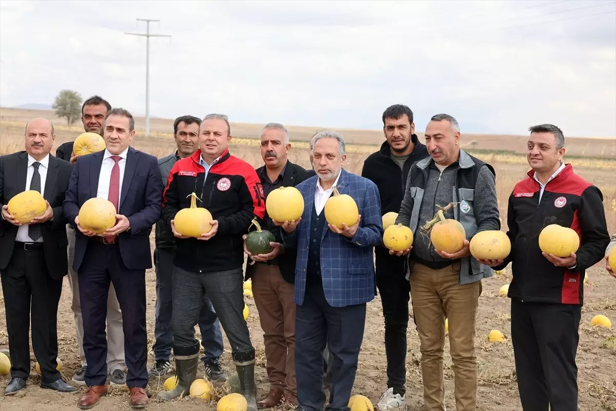 Başkan Yalçın Kabak Hasadında