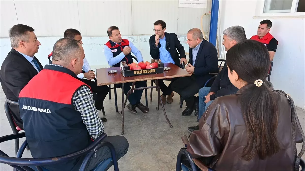 Denizli\'de İhracatlık Nar Hasadı Başladı