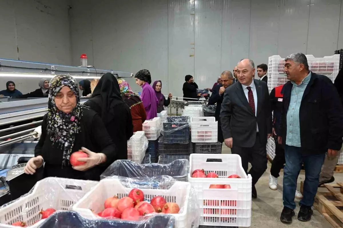Denizli\'den İlk Nar İhracatı Başladı