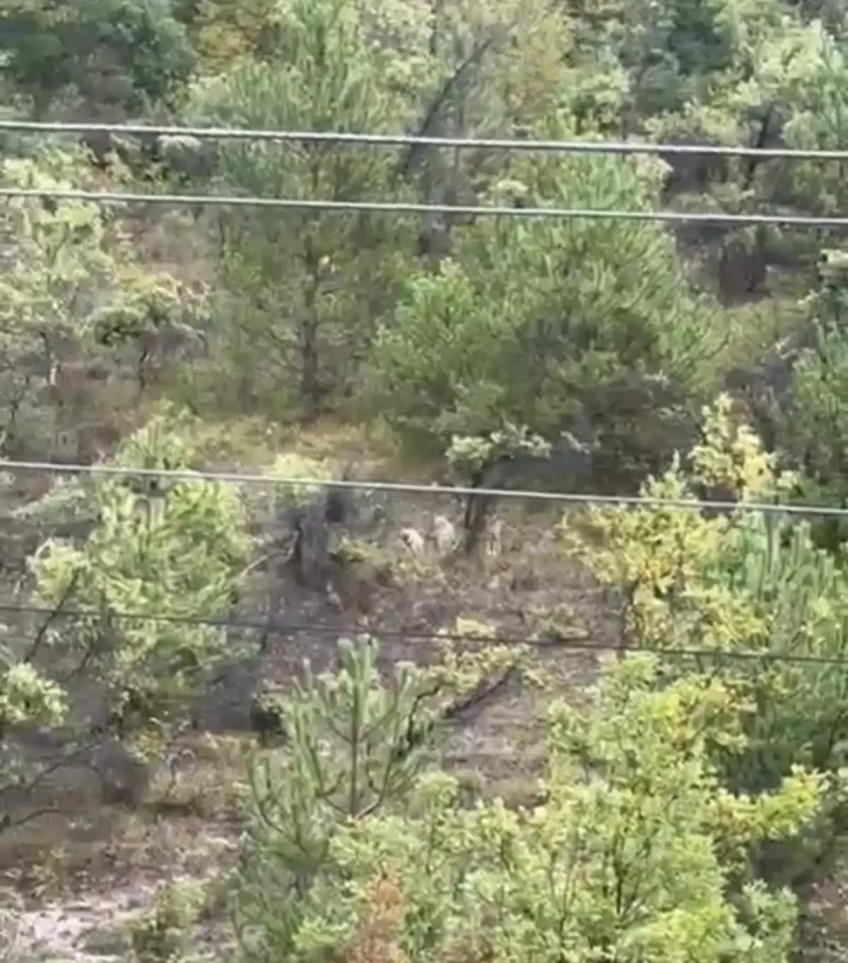 Bartın\'da Kurtlar Şehir Merkezinde Görüntülendi