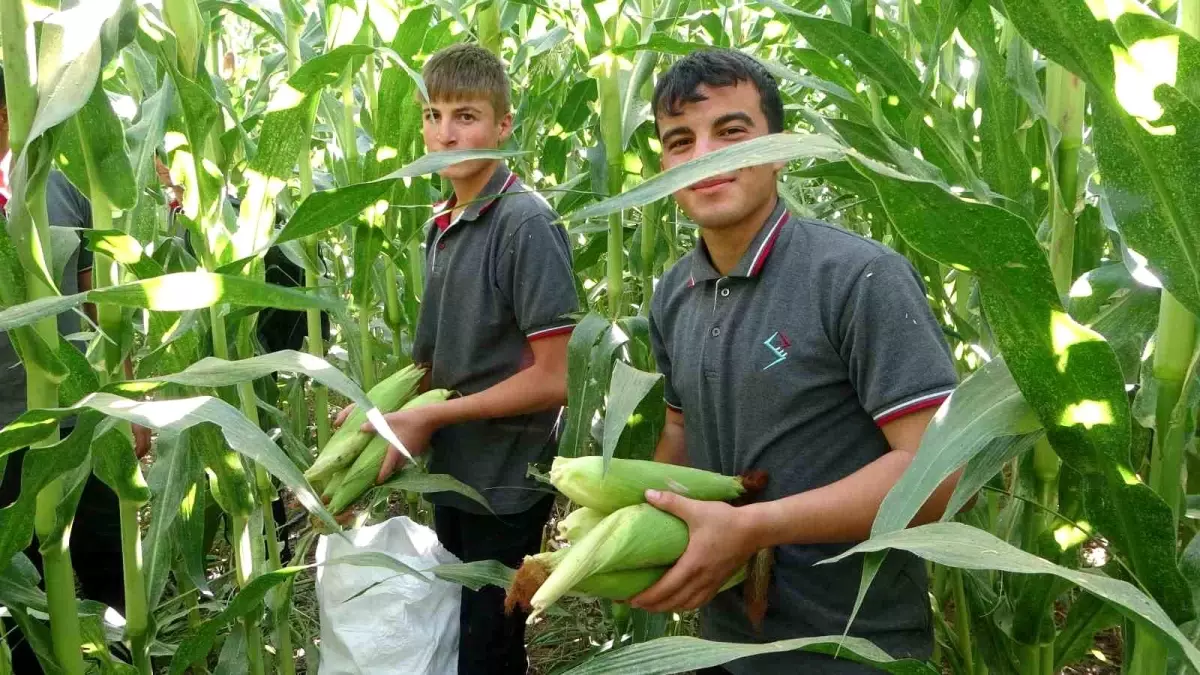 Malatya\'da Öğrencilerden Mısır Hasadı