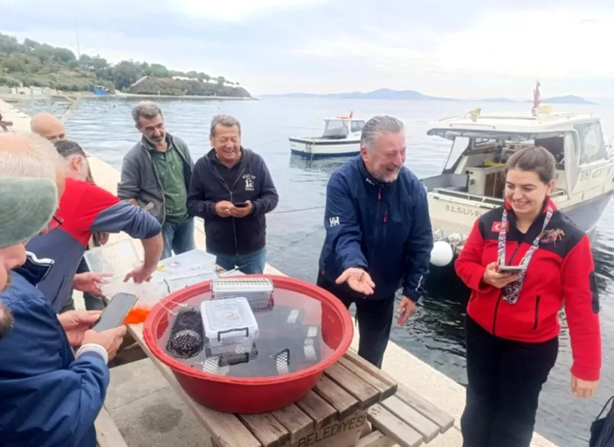 Marmara\'da Istakoz Yavruları Denizle Buluştu