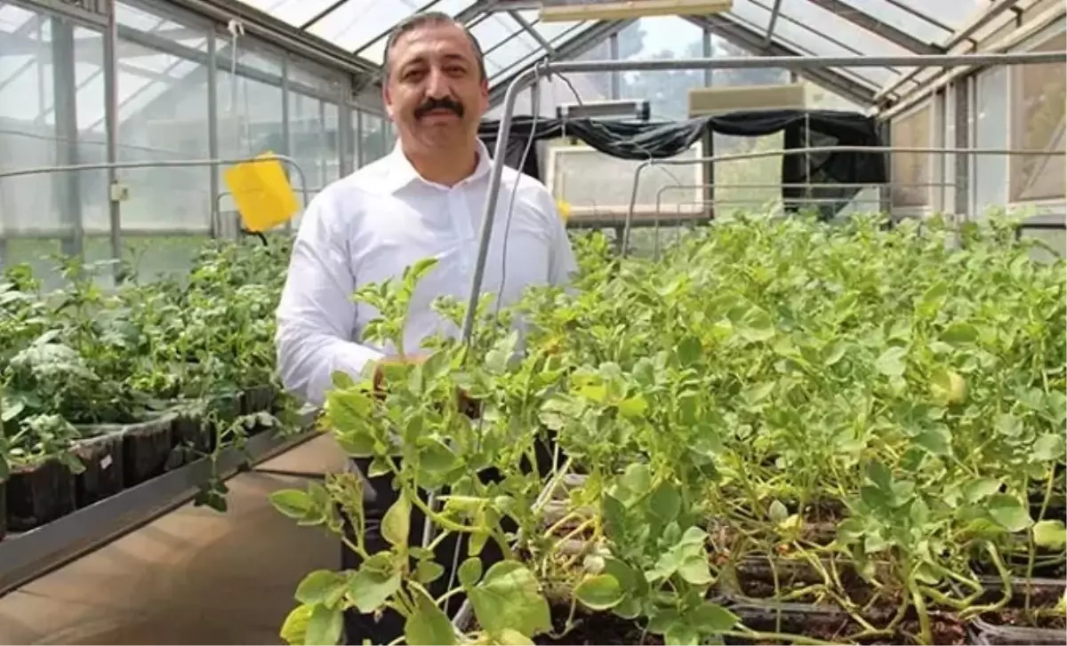 Niğde Enstitüsü\'nden Yerli Patates Başarısı