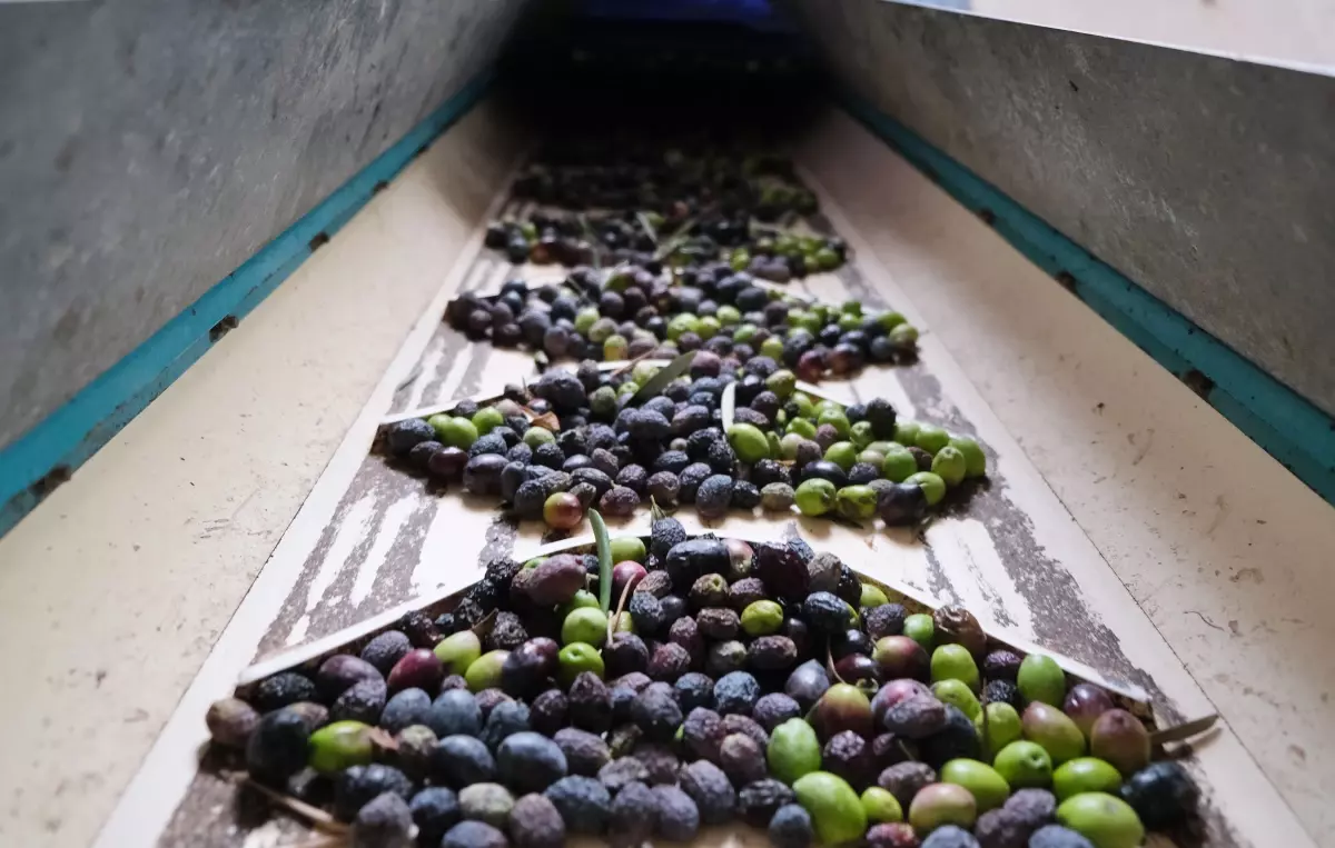 Alanya\'da Zeytin Hasadı Başladı