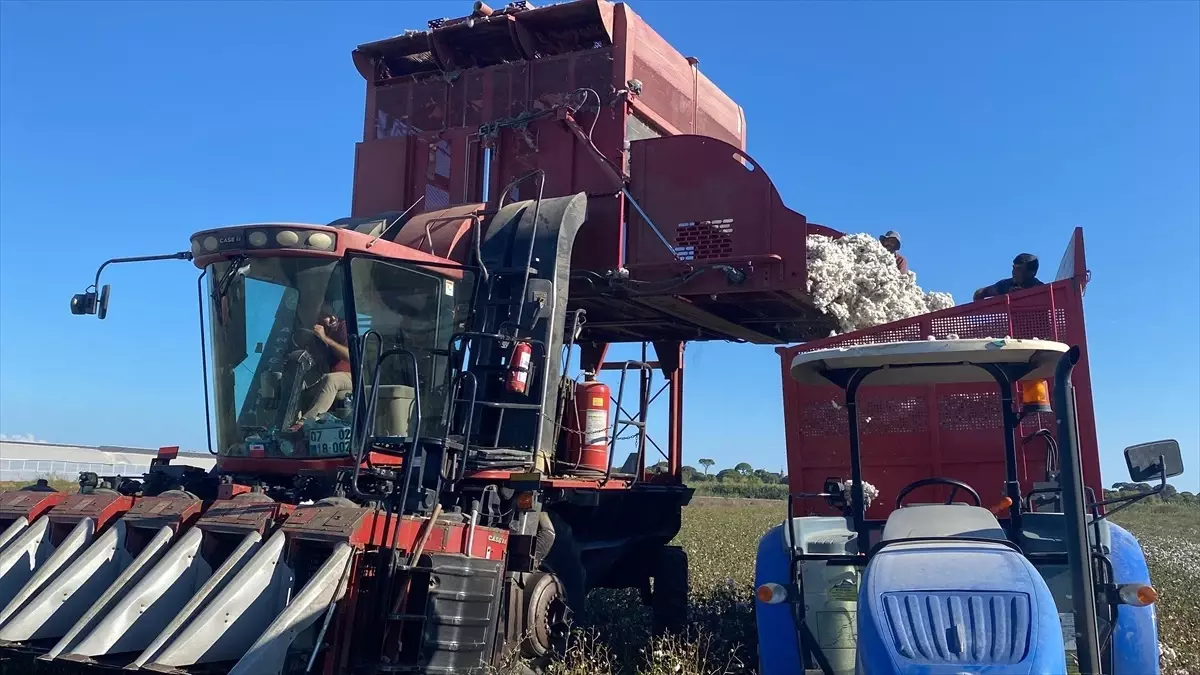 Antalya\'da Beyaz Altın Hasadı Başladı