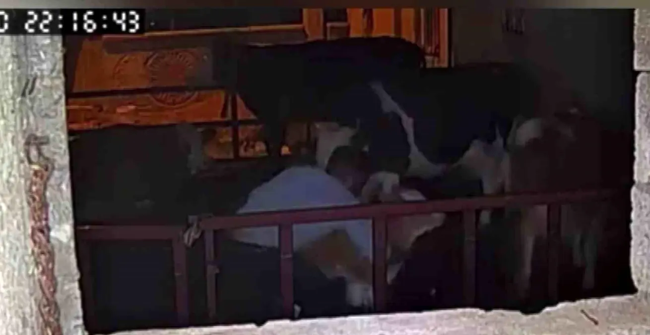 Ahırda büyük rezillik: Kimse görmüyor sandı ama kamera kayıttaydı