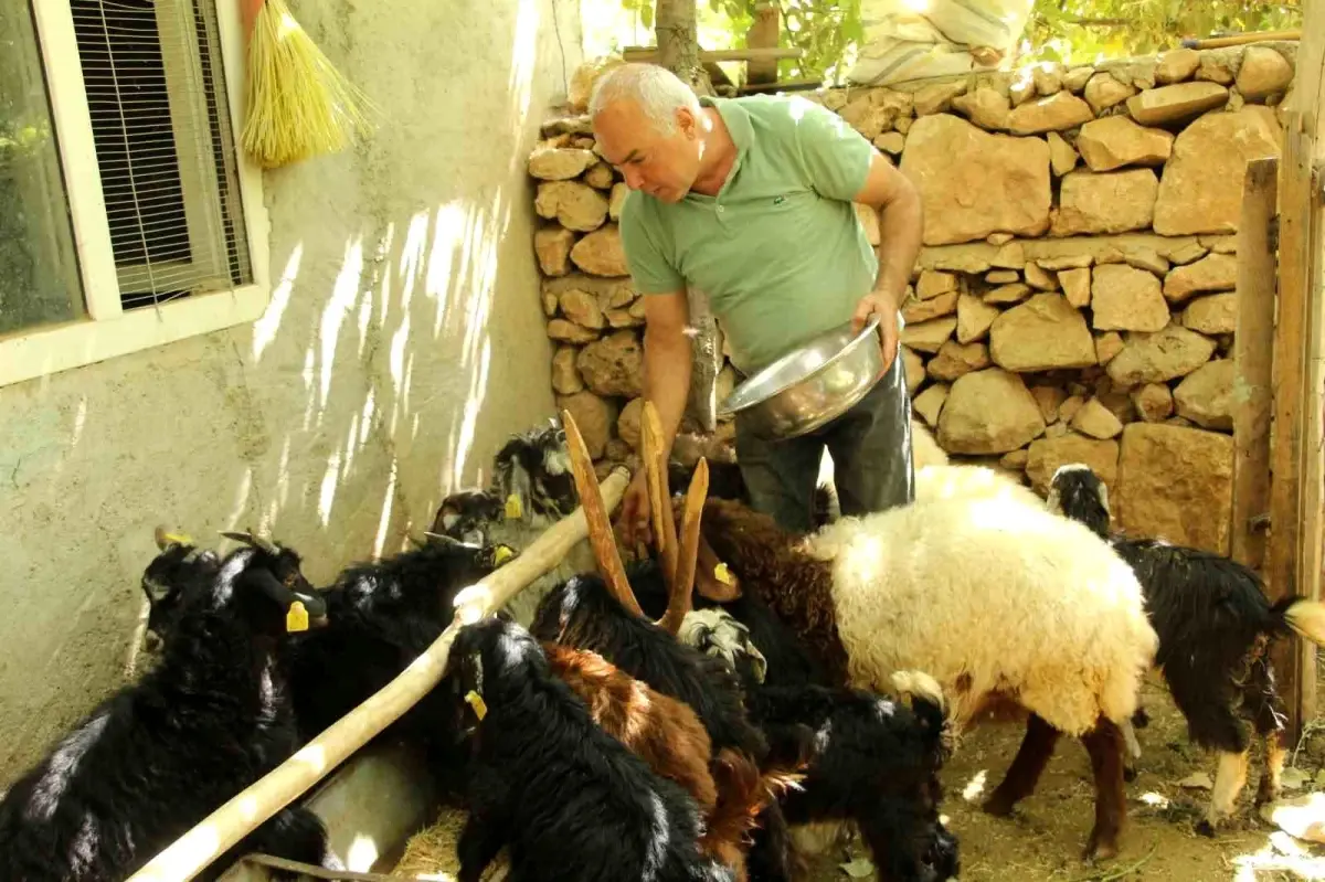 Eski Hükümlü Keskin\'in Keçi Başarısı