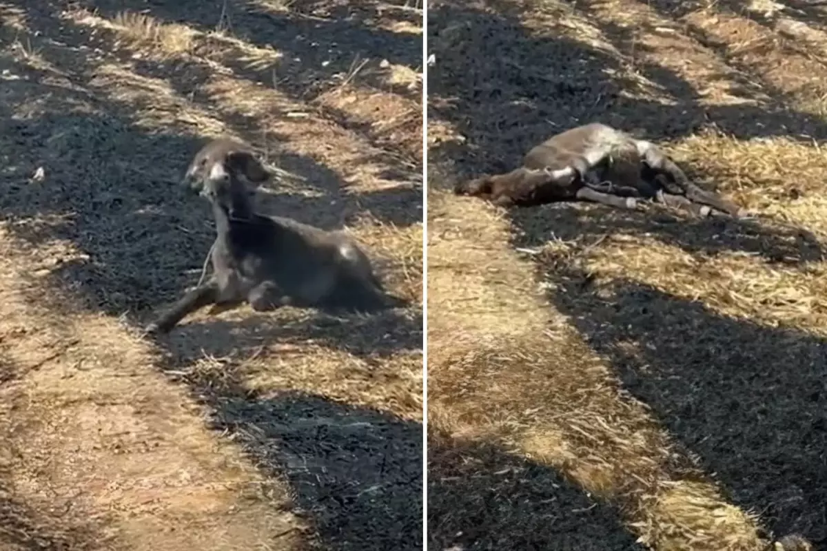 Görüntü Türkiye\'den! Çekim yapacağım diye zavallı eşeğin can vermesini böyle izledi