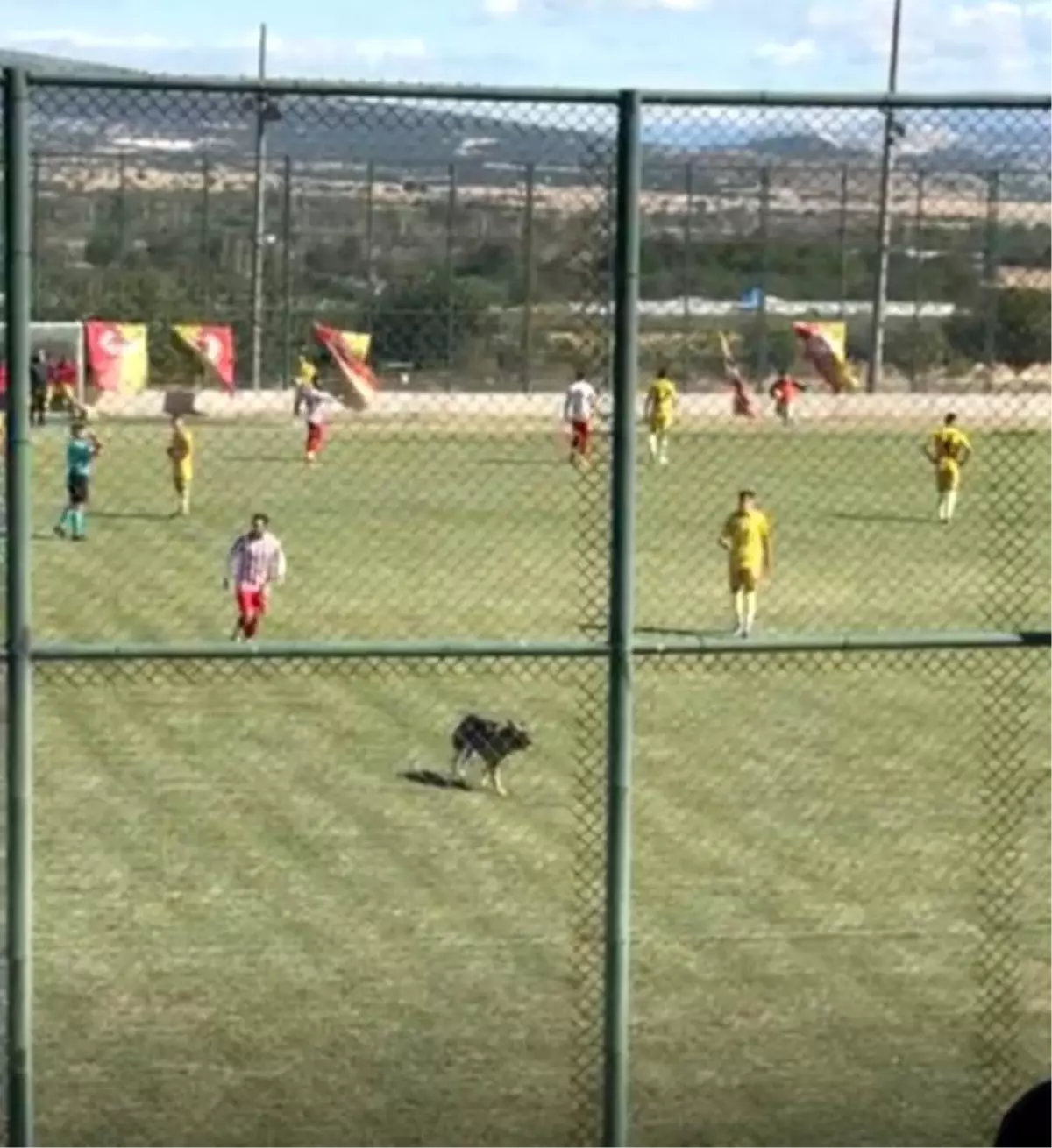 Keçiborlu Belediyespor\'un Maçında Saha İçi Kaza: Köpek İçeri Girdi