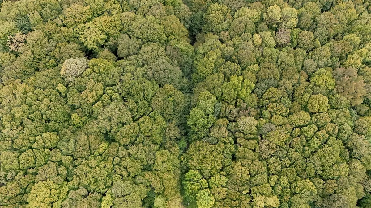 Istranca Ormanları\'nda Sonbahar Şöleni