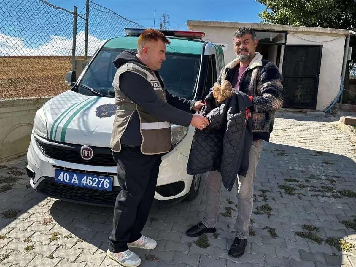 Yaralı Kızıl Şahin Tedavi Altında