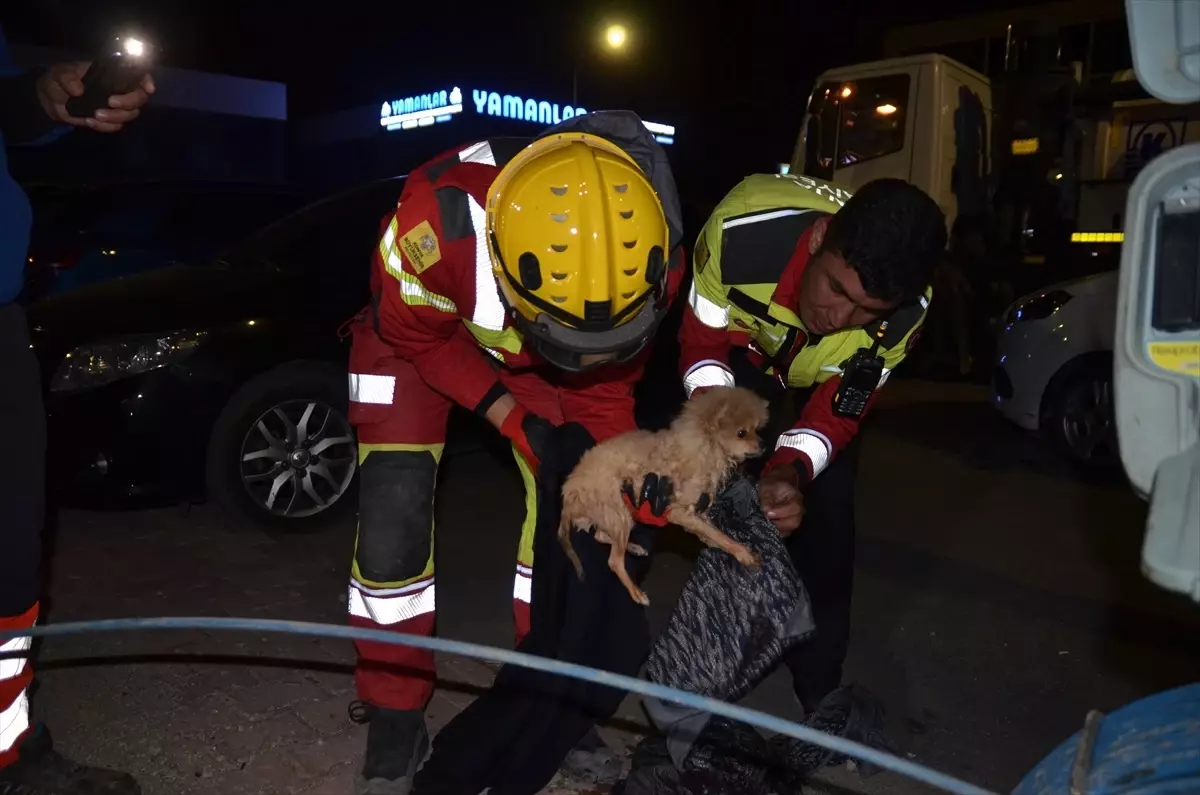 Kanalizasyona Sıkışan Köpek Yavrusu Kurtarıldı