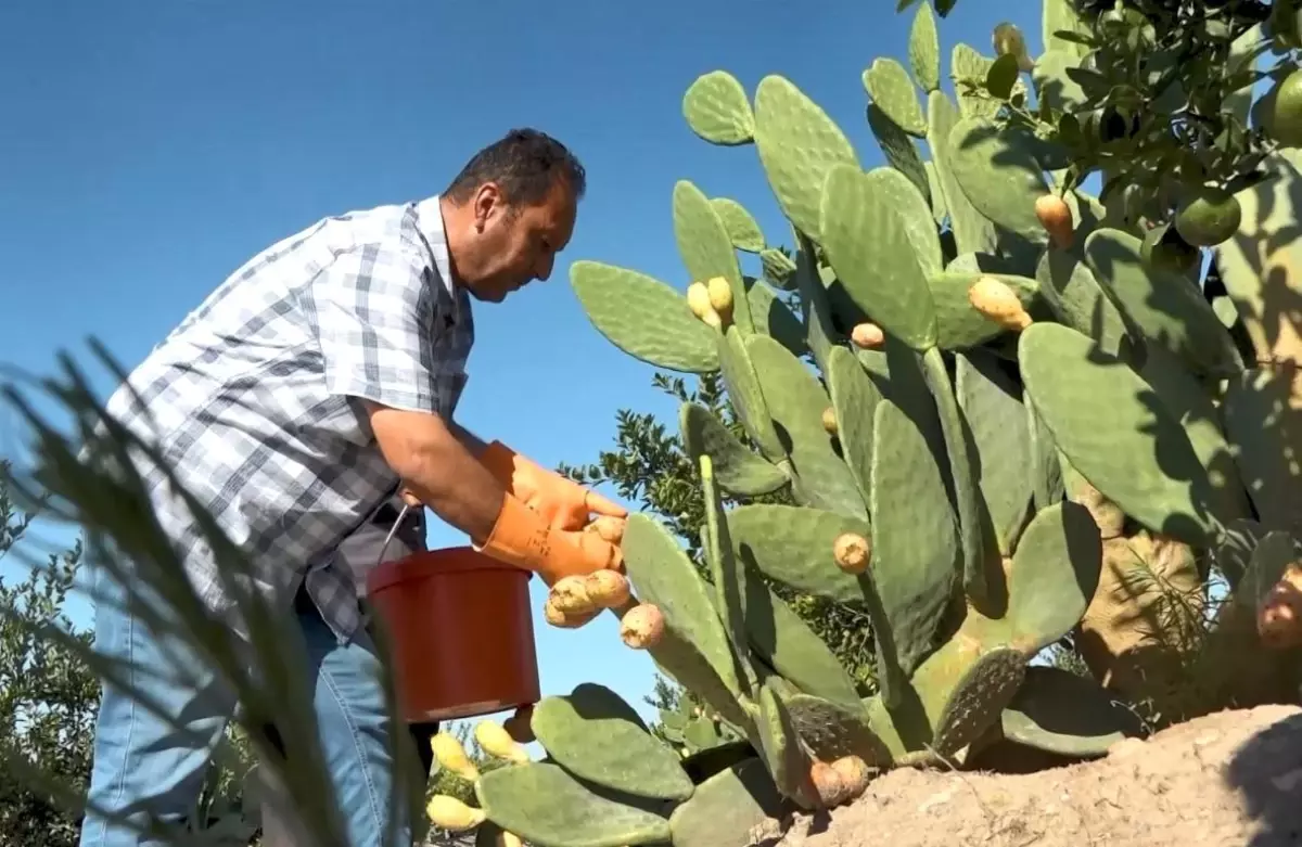 Mersin\'de Dikenli İncir Dondurması