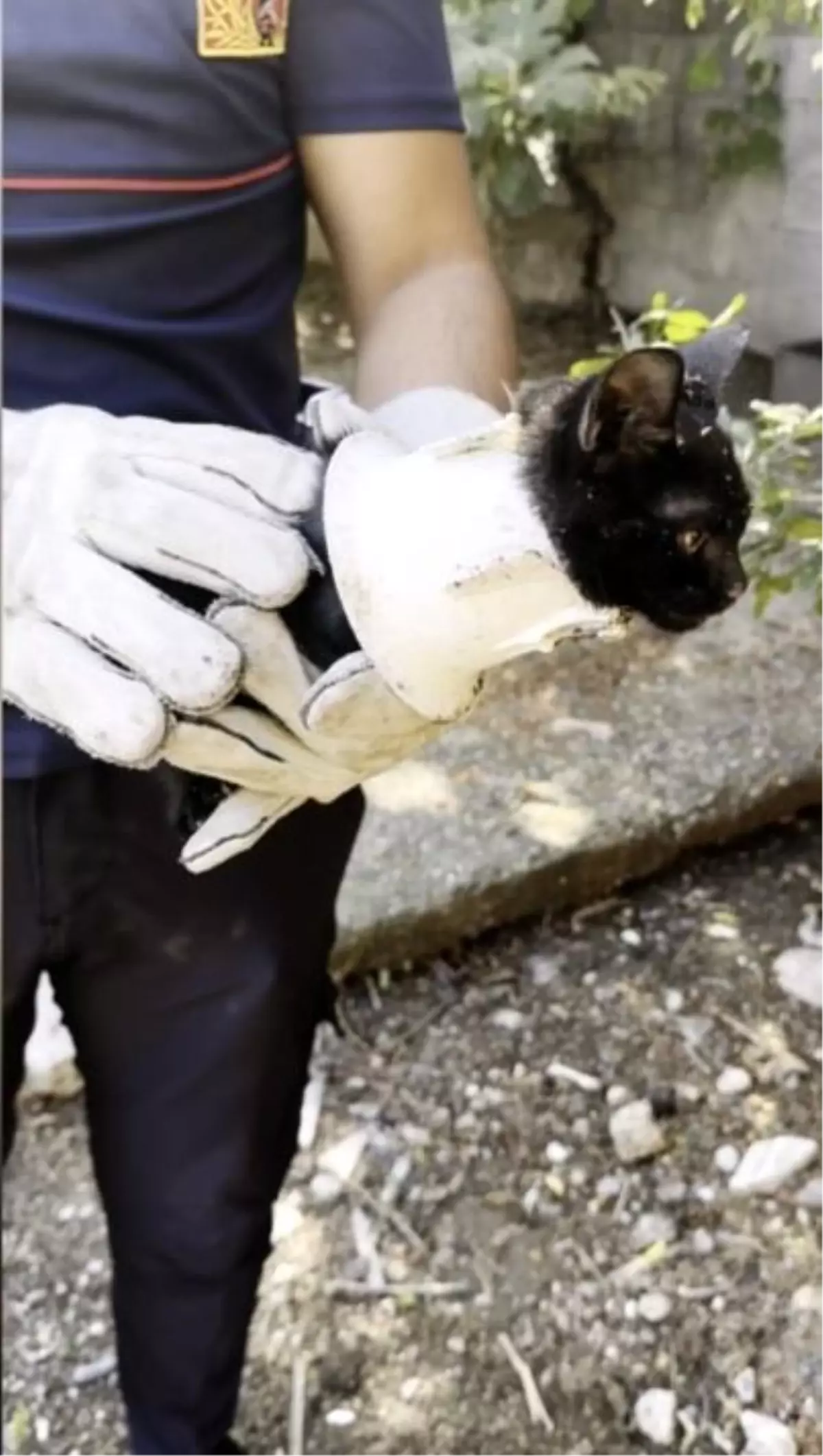 Osmaniye\'de Plastik Kapağa Sıkışan Yavru Kedi Kurtarıldı