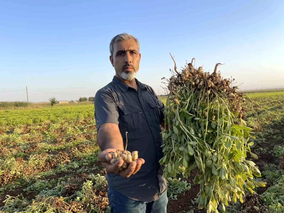 Şanlıurfa\'da Yer Fıstığı Üretimi Patladı