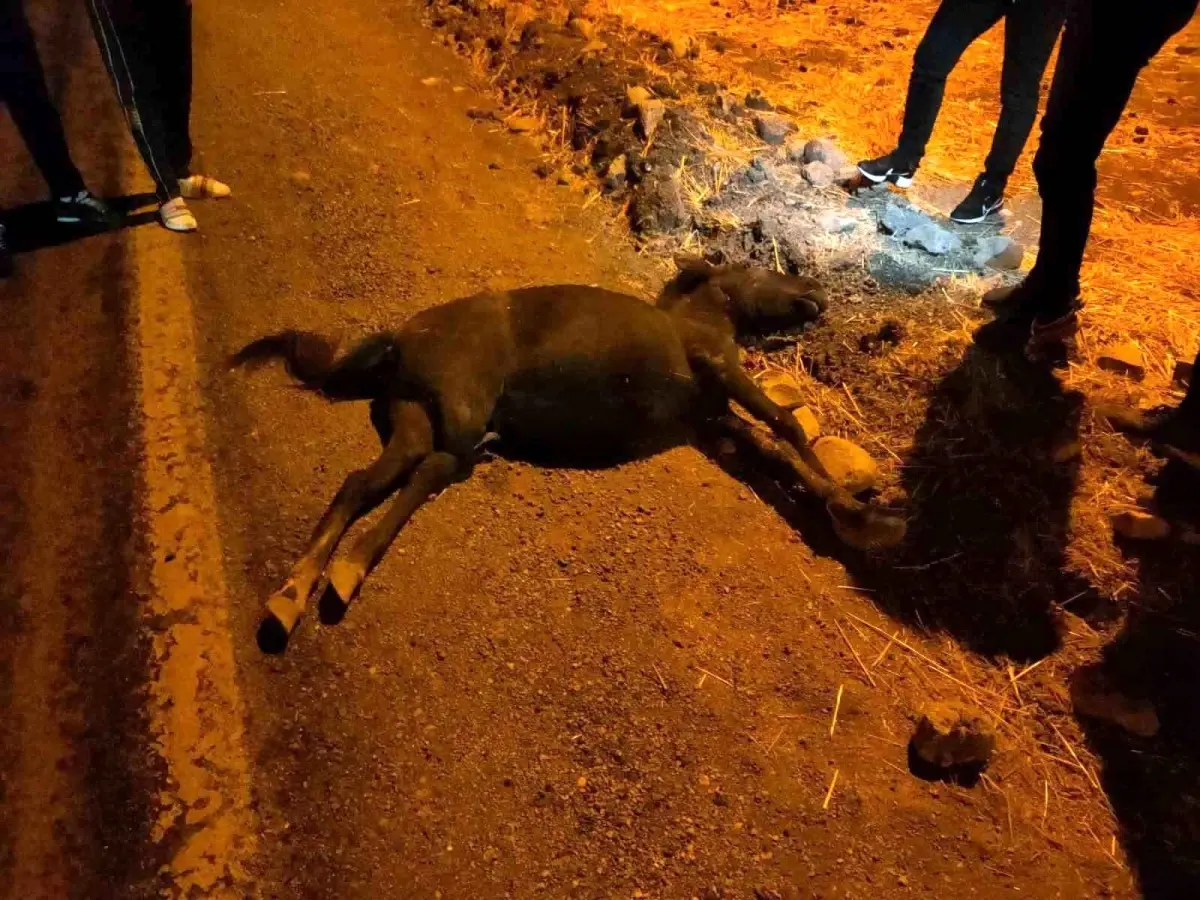 Siirt\'te Atla Otomobil Çarpıştı