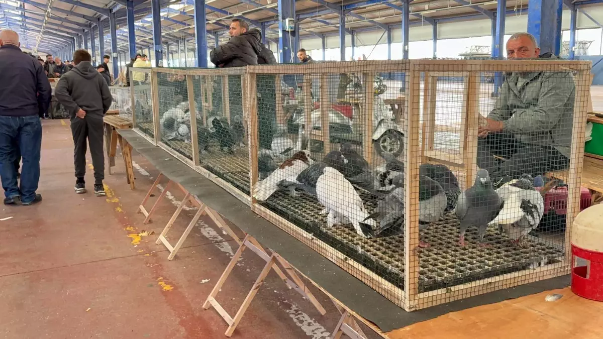 Çorlu\'da Trakya\'nın En Büyük Güvercin Pazarı