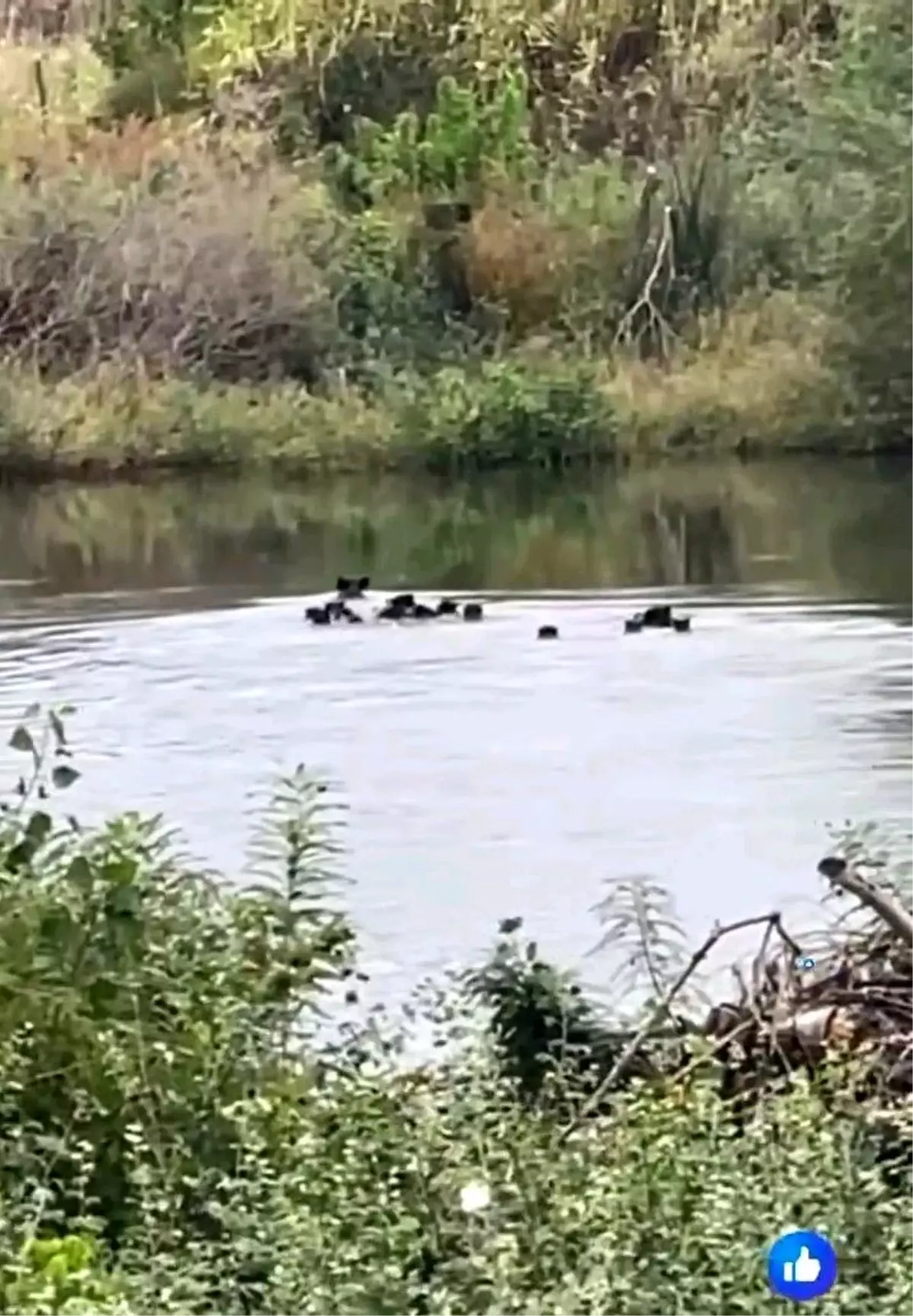 Edirne\'de Yaban Domuzları Nehri Geçti