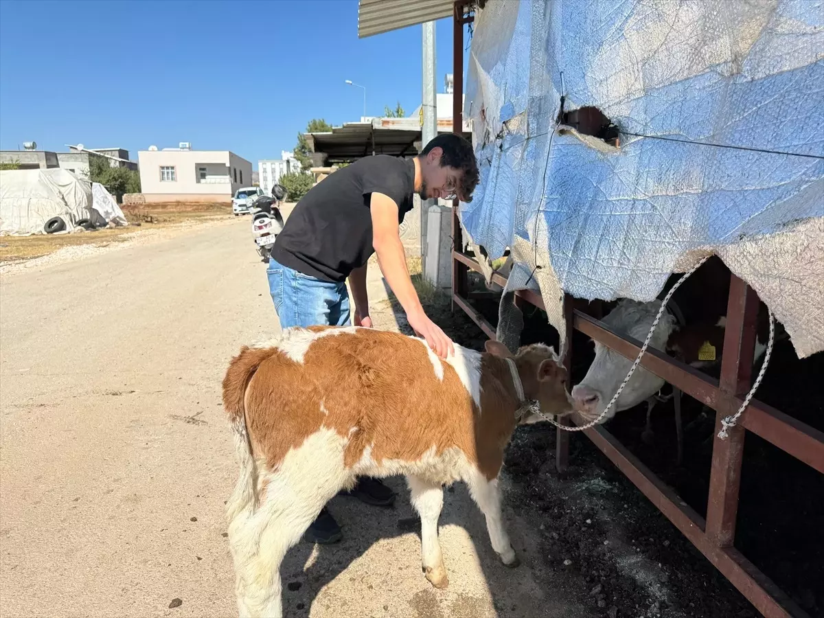 Çalınan Buzağı Bulundu
