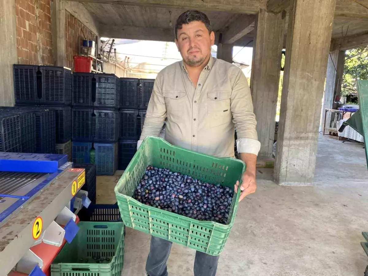 Alaşehir\'de Zeytin Hasadı Başladı