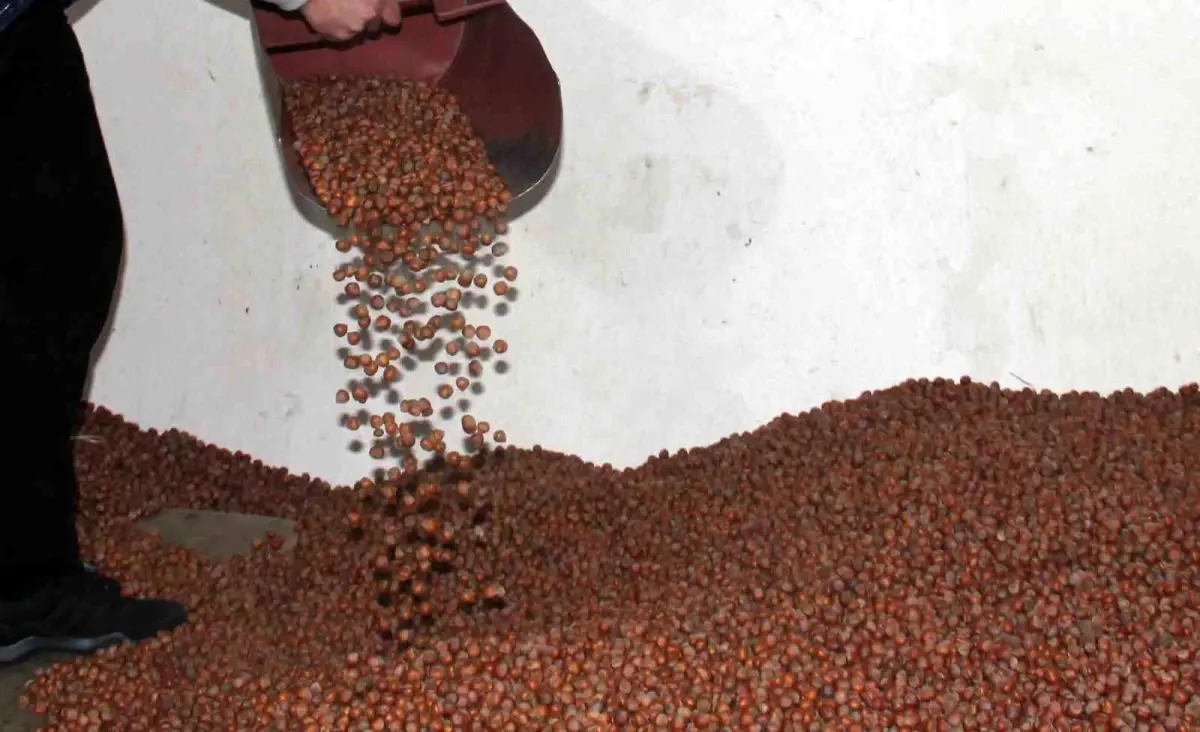 Fındık Fiyatları Düşerken Tarım Kredi Zirveyi Görüyor