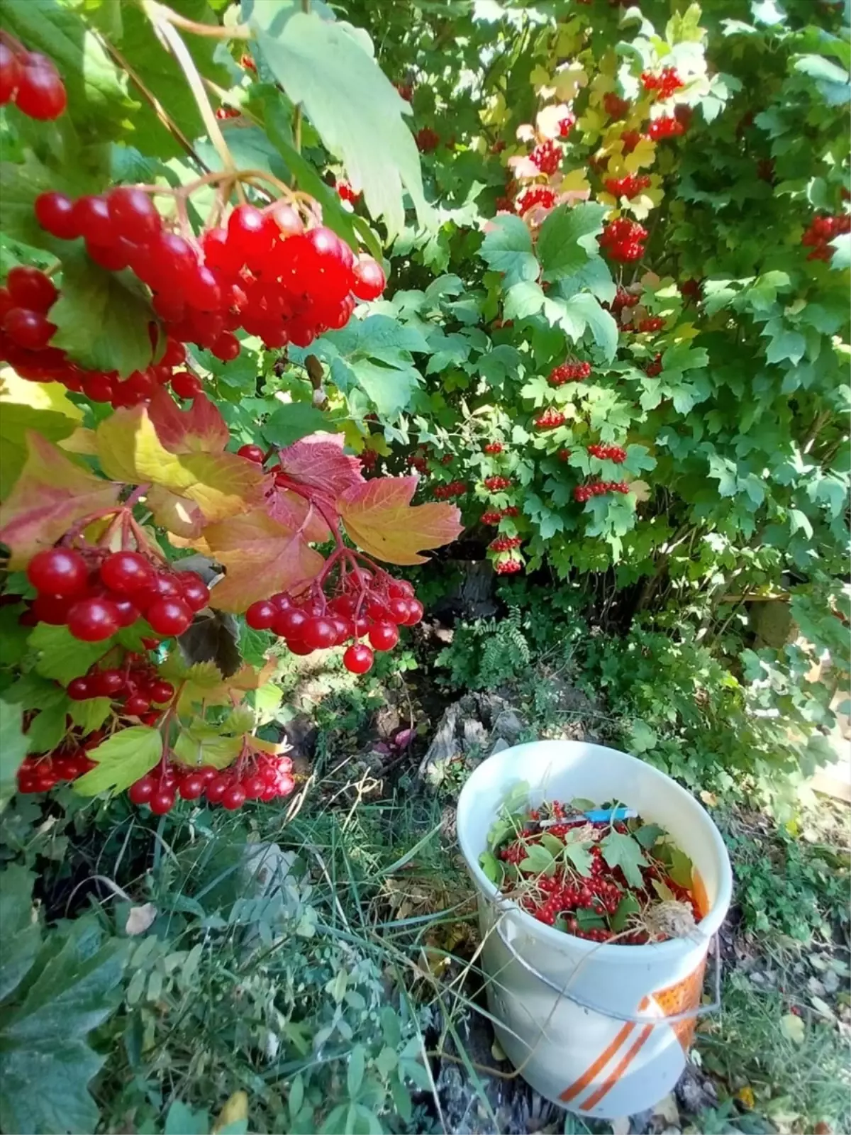 Gilaburu Hasadı Gemerek\'te Başladı