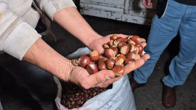 İki kişi 5 günde topladı, bir çuvalı 22 bin TL'ye satıldı İki kişi 5 günde topladı, bir çuvalı 22 bin TL'ye satıldı