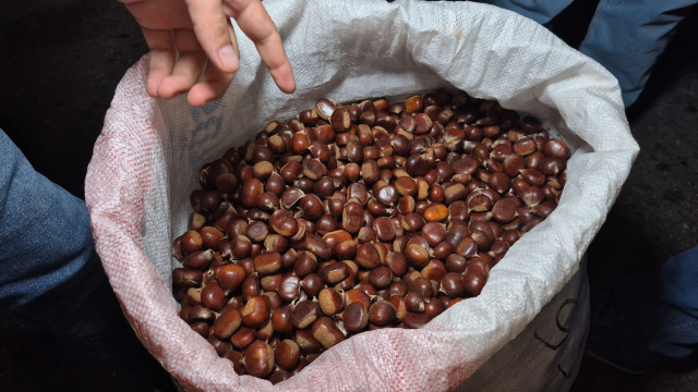 İki kişi 5 günde topladı, bir çuvalı 22 bin TL'ye satıldı İki kişi 5 günde topladı, bir çuvalı 22 bin TL'ye satıldı