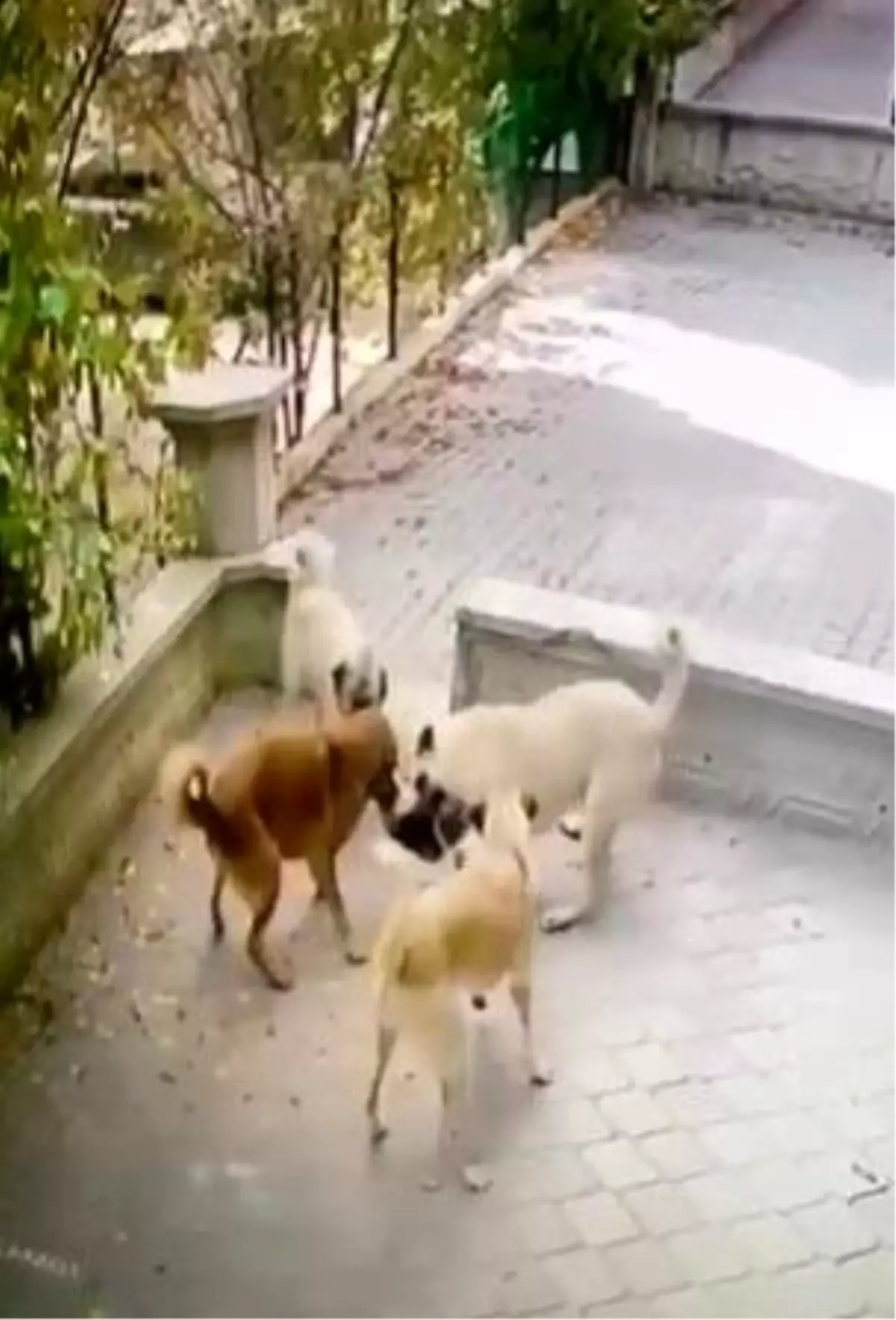 Sincan\'da Kediye Köpek Saldırısı