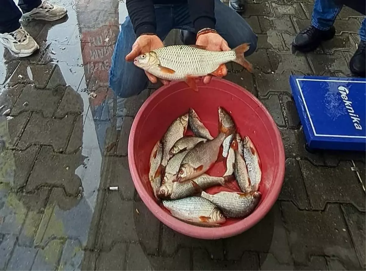 Sapanca\'da Kızılkanat Balığı Yarışması