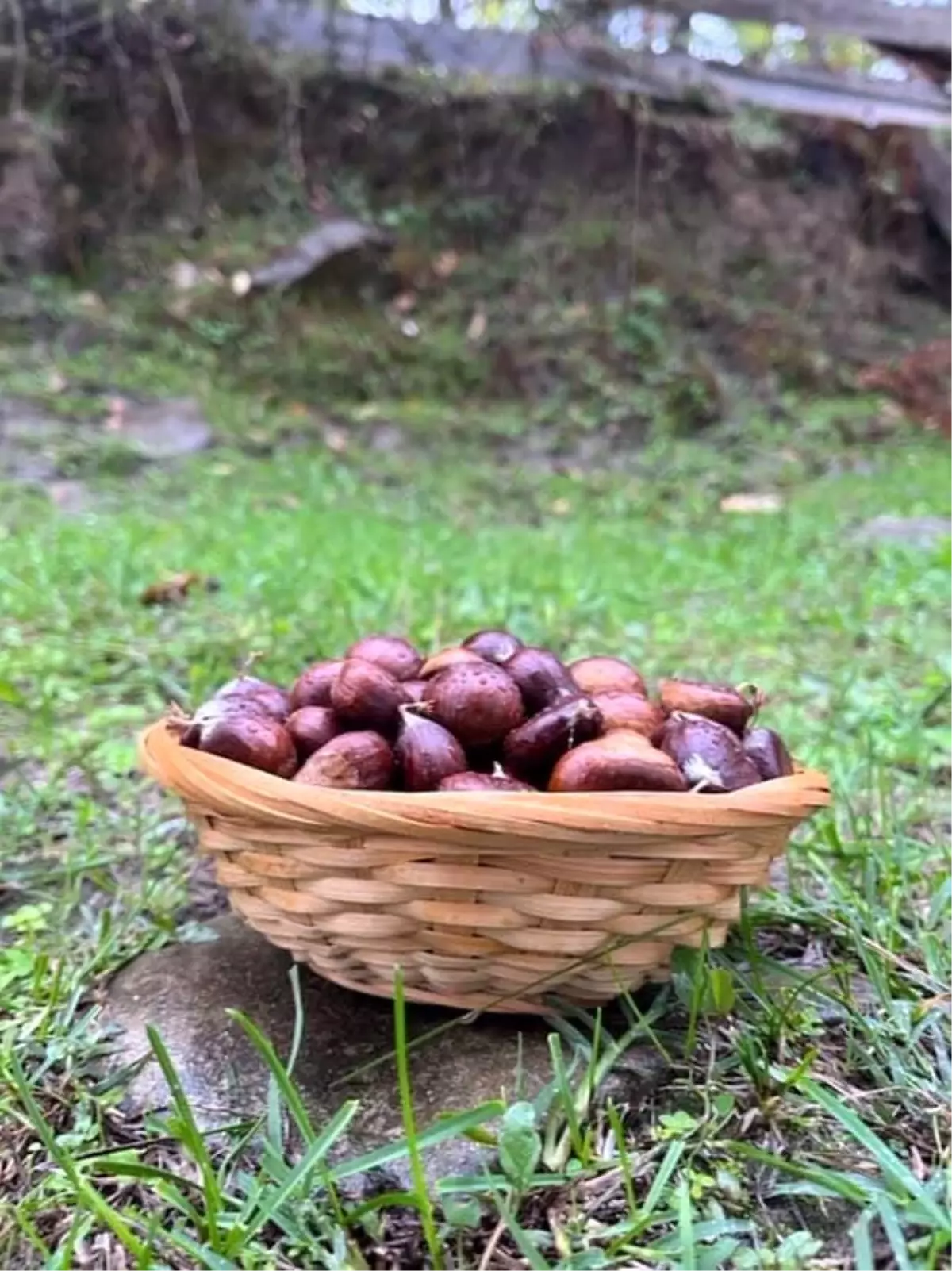 Kestane Sezonu Türkeli\'de Başladı