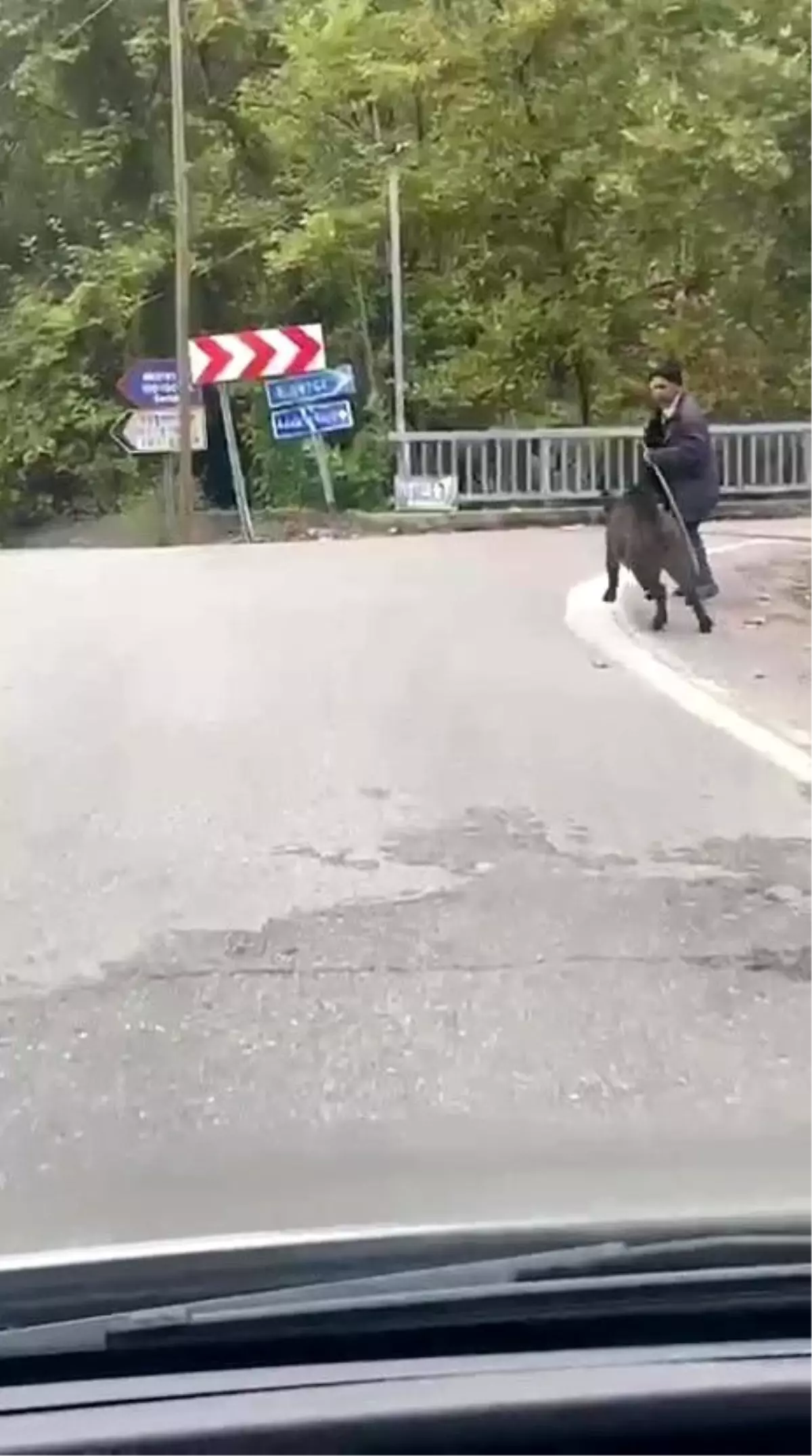 Domuzdan Son Anda Kurtuluş