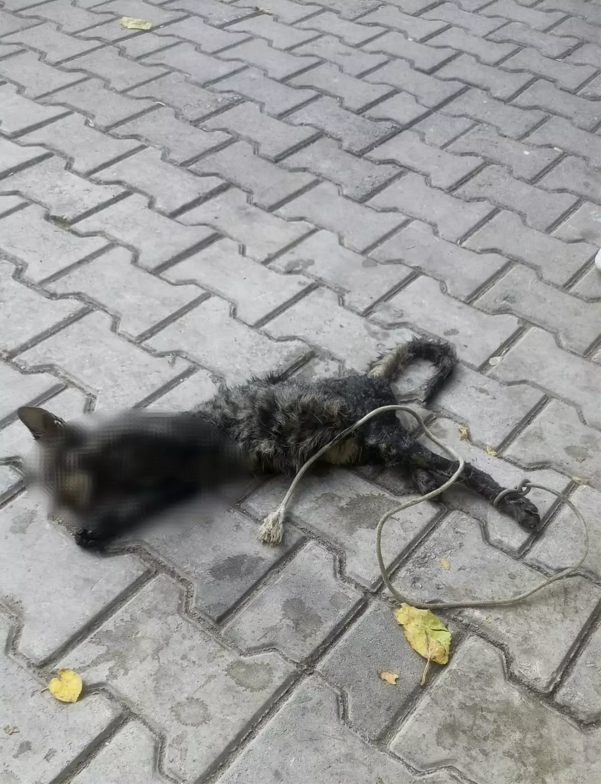Gemlik\'te Bağlı Ölü Yavru Kedi Bulundu