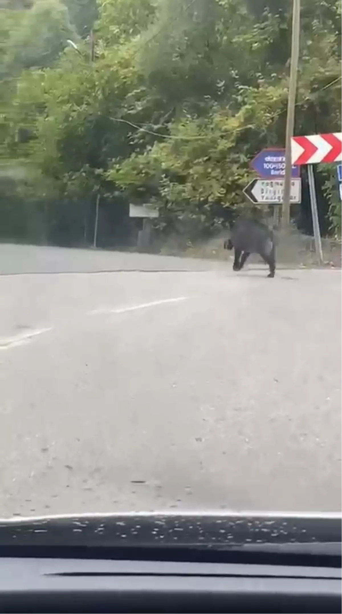 Sesleri duydu, dönüp arkasına bakınca şok yaşadı! Hala hayatta olması mucize