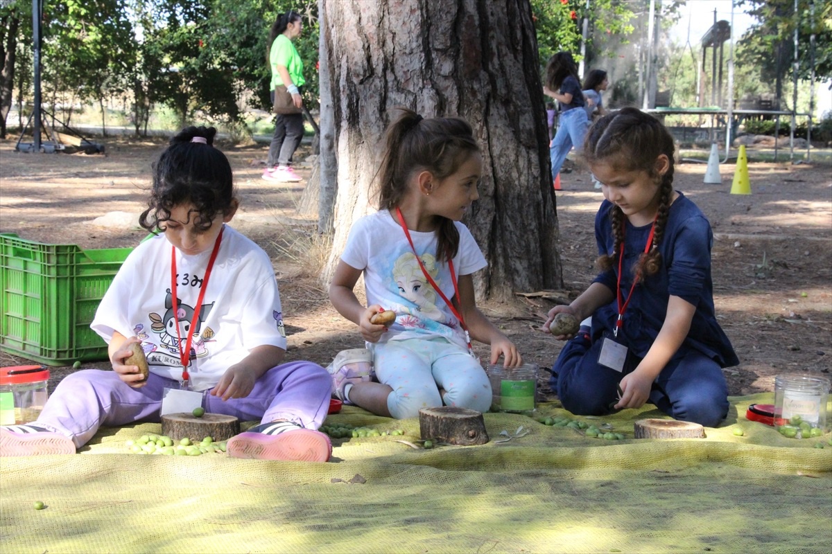Minik Öğrenciler Zeytin Topluyor