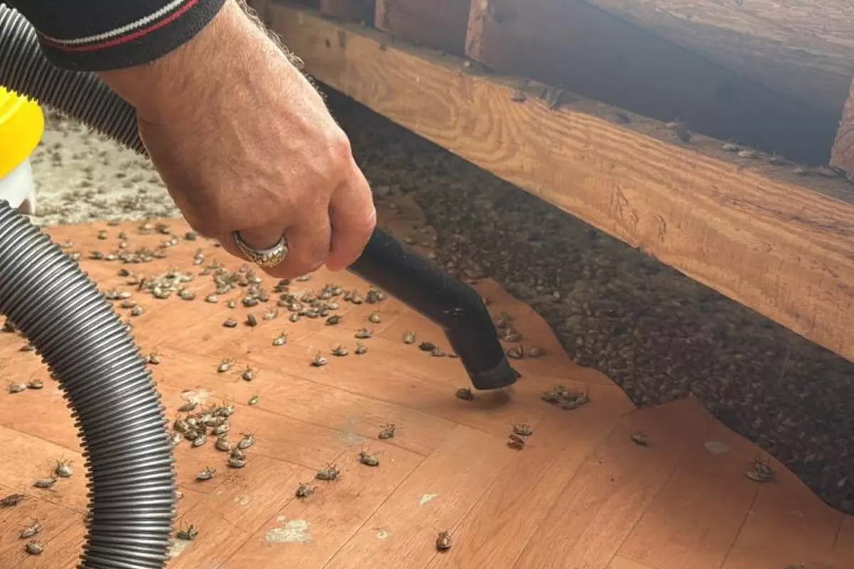 Artık tüm Türkiye\'nin belası! Marketleri de istila edecekler