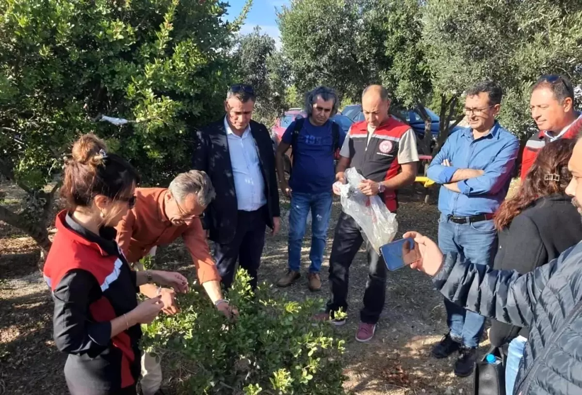 Sakız Ağacı Eğitimi Didim ve Kuşadası\'nda