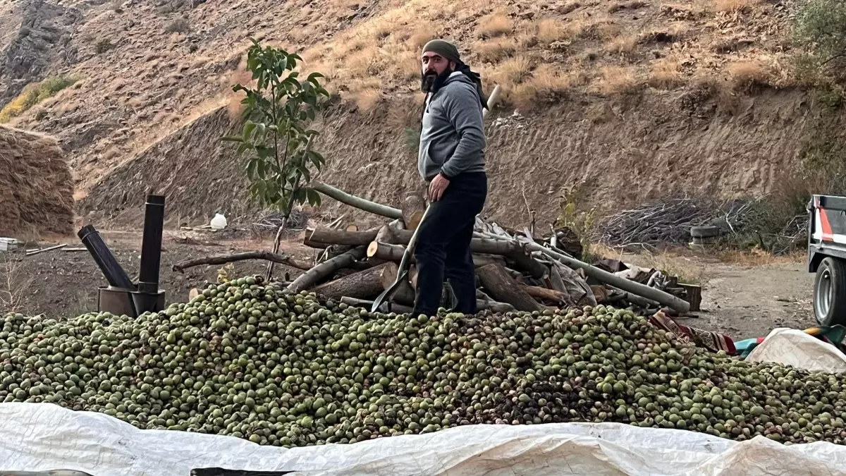 Hakkari\'de Ceviz Hasadı Başladı