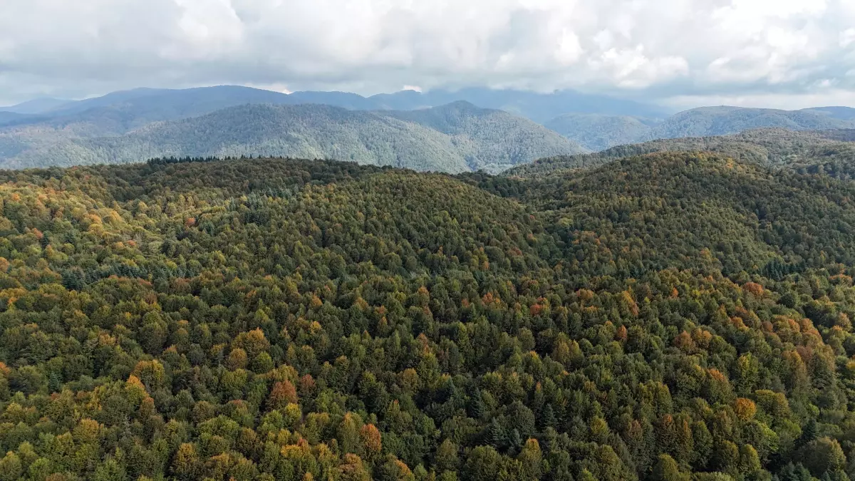 Bolu Dağı\'nda Sonbahar Manzarası