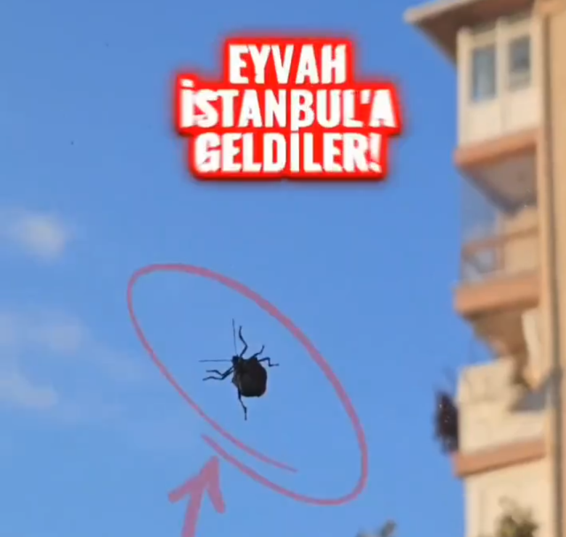 'Dünyanın sonunu getirecek böcek' İstanbul'da da görüldü