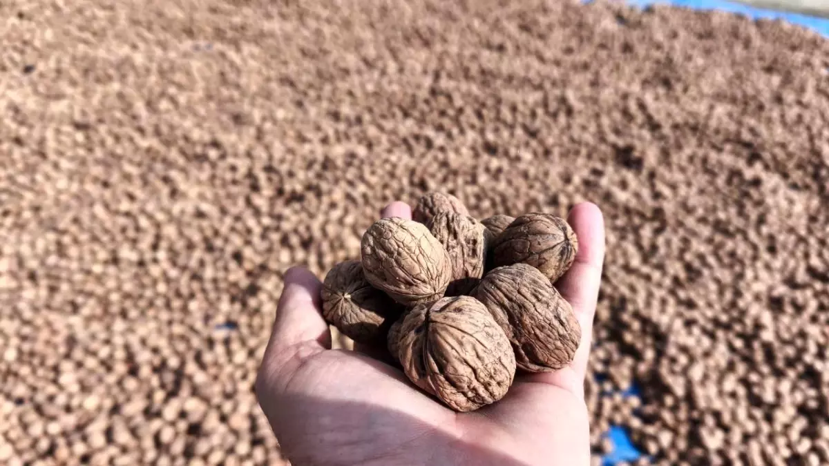 Karaağaç\'ta Ceviz Hasadı Başladı