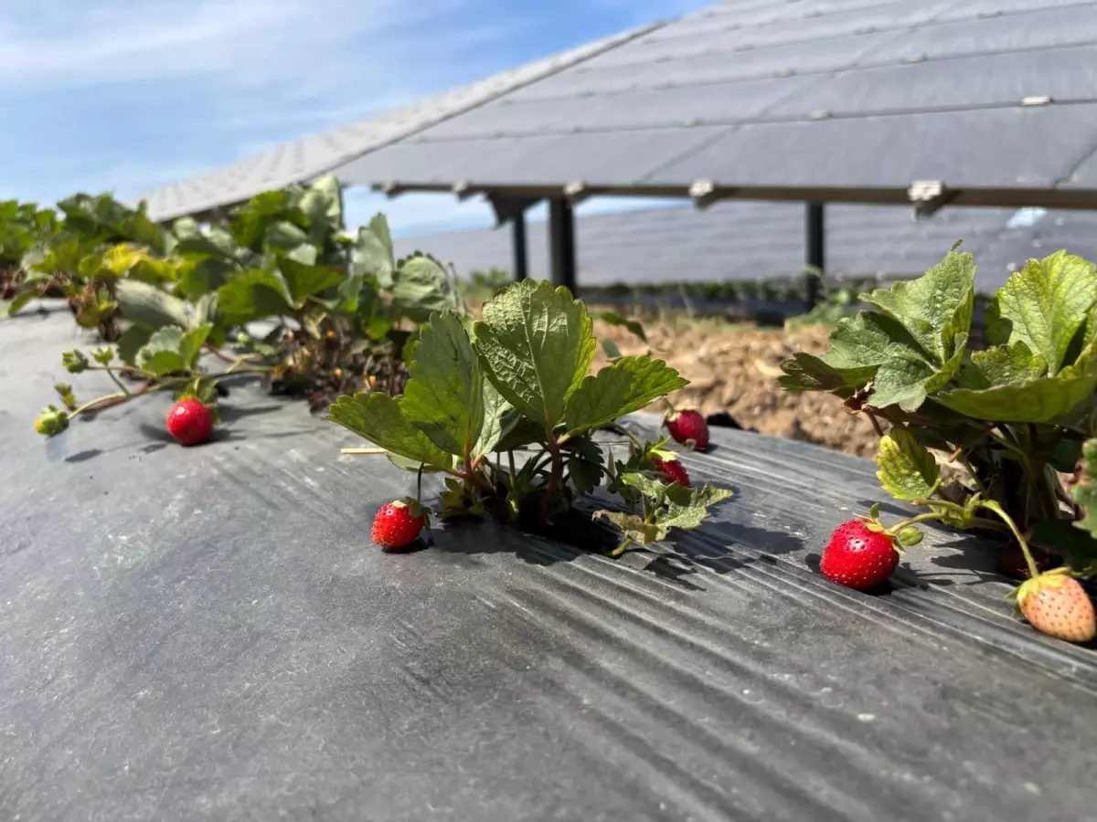 Enerjisa\'dan Agrivoltaik Tarım Uygulamaları