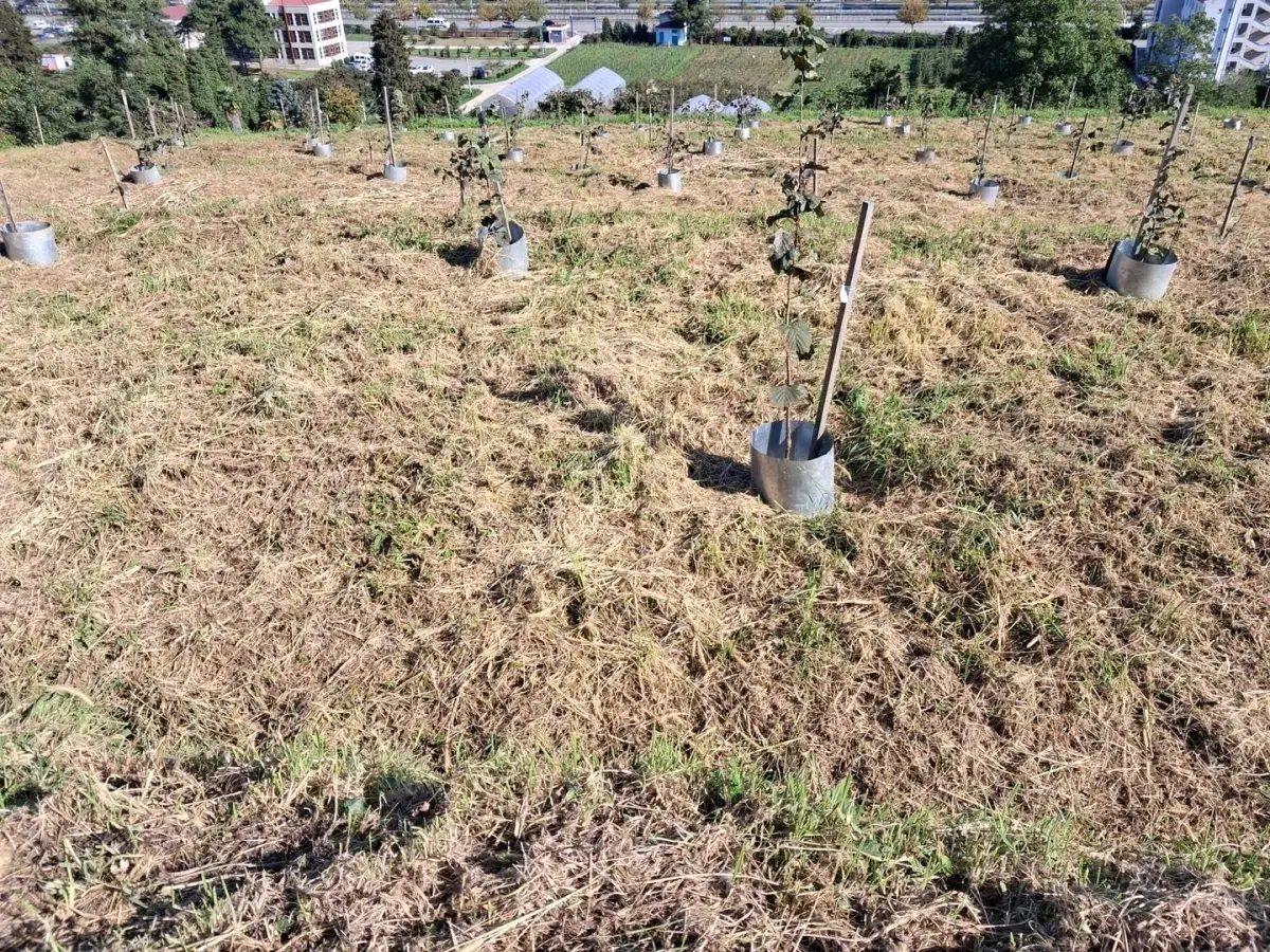 Fındıkta Verim ve Kalite Artışı