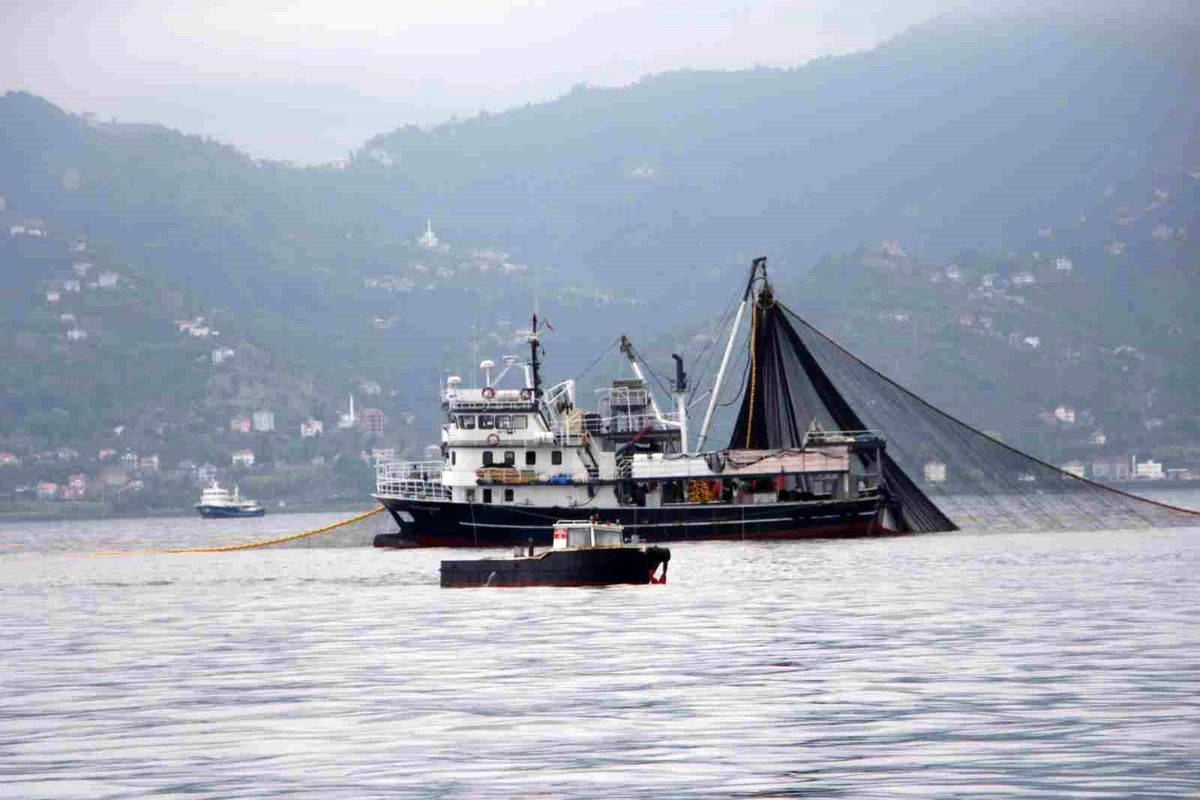 Karadeniz\'de Hamsi Stokları Kritik Düşüşte