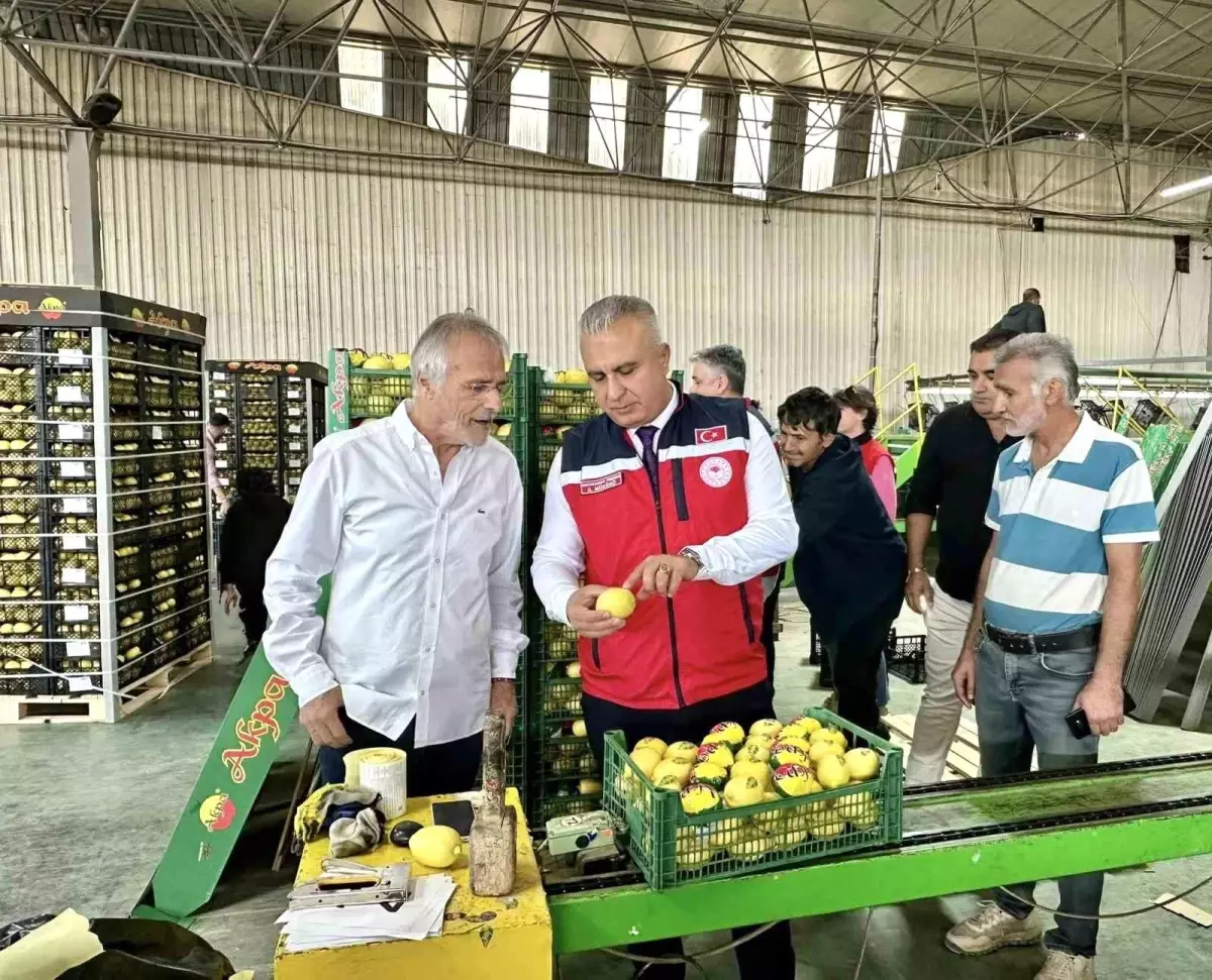 Hatay\'da Limon İhracatına Denetim