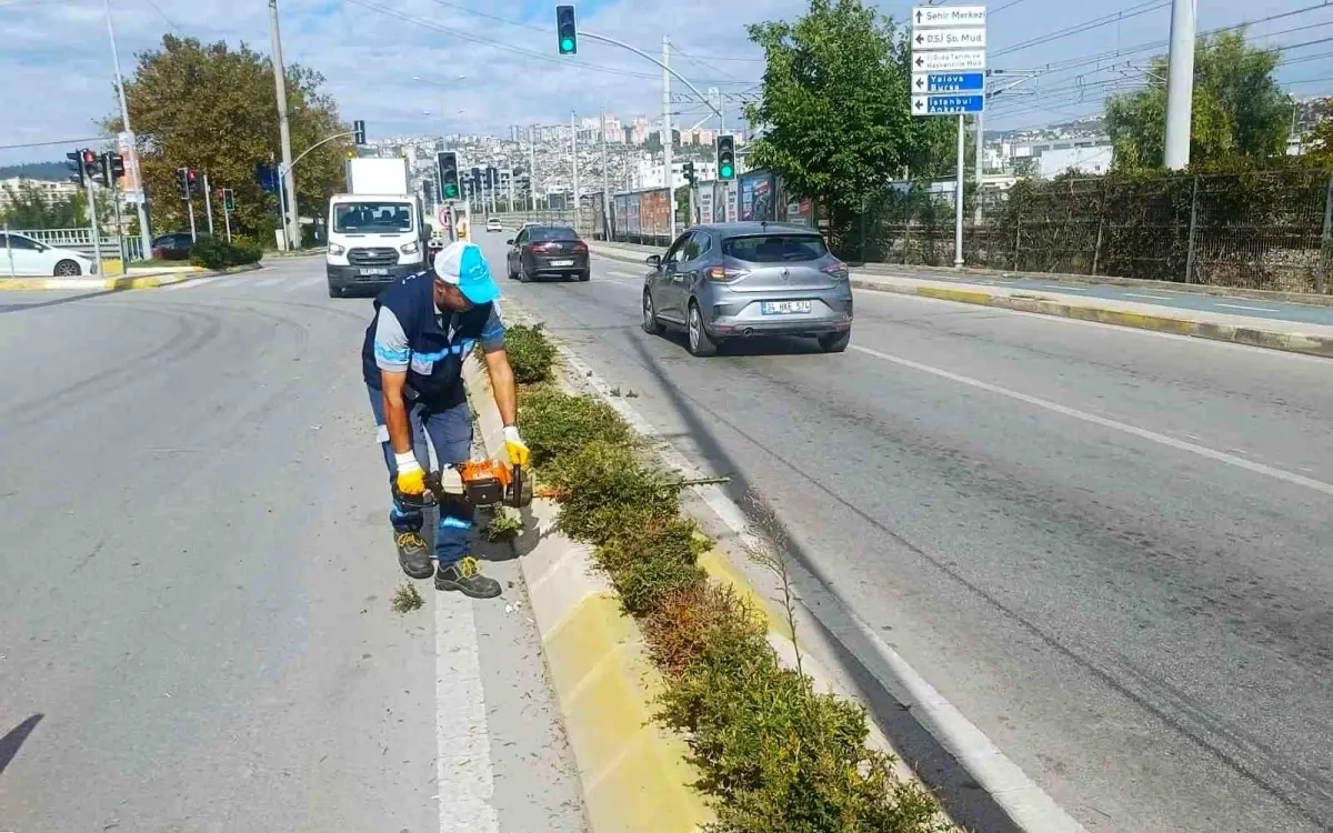 Kocaeli\'nde Ağaç Budama Çalışmaları Devam Ediyor