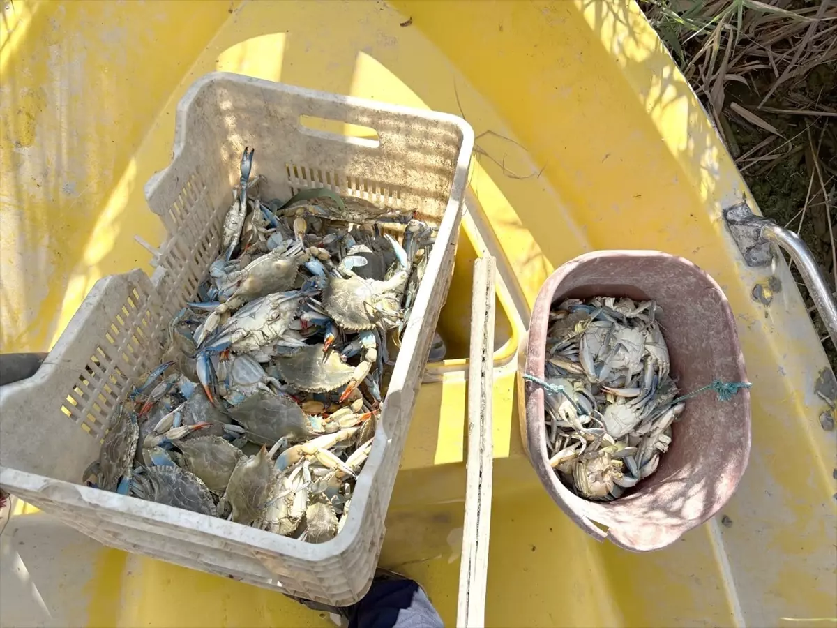 Mersin\'de Yasa Dışı Yengeç Avcıları Yakalandı