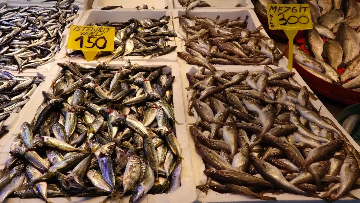 Trabzon\'da Balık Bolluğu