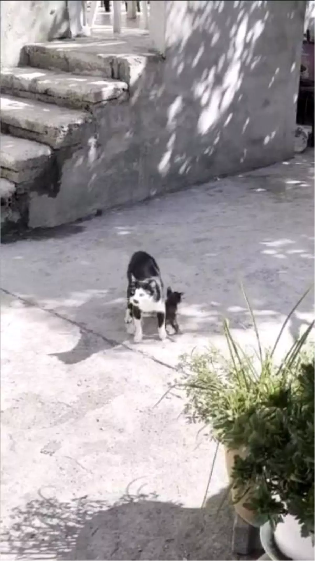 Osmaniye\'de Yavru Kedi Kurtarıldı, Anne Kedinin Bekleyişi Duygulandırdı