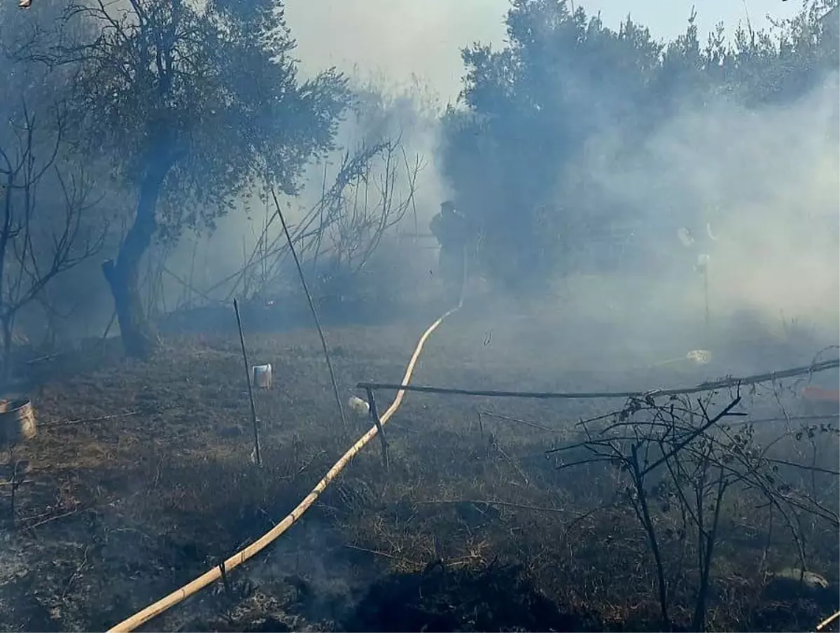 Hatay\'da Zeytinlikte Yangın Kontrol Altına Alındı
